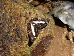 Euptera kinugnana