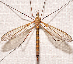Tipula tephrocephala