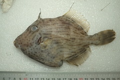 Stephanolepis cirrhifer