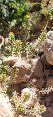 Lepidium bipinnatifidum