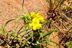 Lithospermum