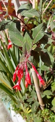 Fuchsia triphylla