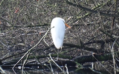 Ardea alba alba