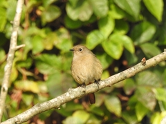 Phoenicurus auroreus