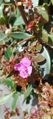 Heterocentron elegans