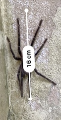 Homoeomma