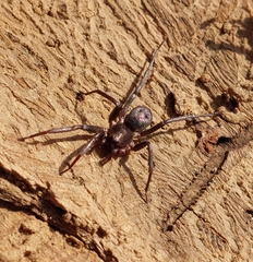 Sagana rutilans