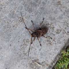 Lagocheirus araneiformis