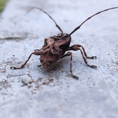 Lagocheirus araneiformis