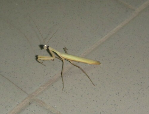 European Mantis