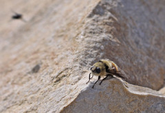 Cephenemyia