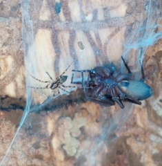 Liocranum rupicola