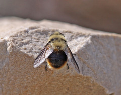 Cephenemyia