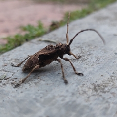 Lagocheirus araneiformis