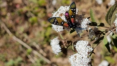 Chrysocale principalis