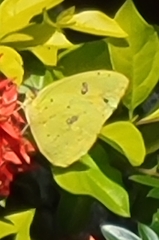 Phoebis philea