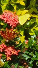 Phoebis philea