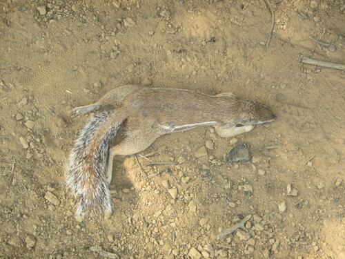 Striped Ground Squirrel
