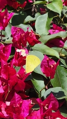 Phoebis philea