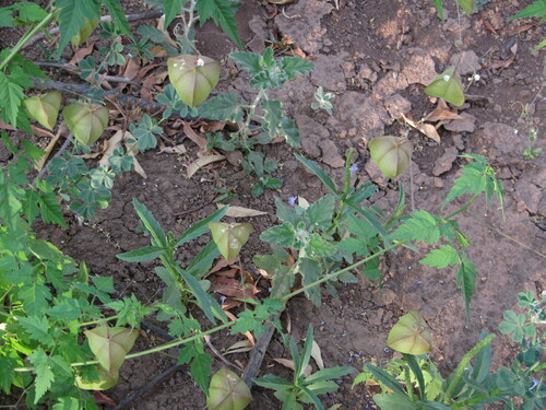 Lesser Balloon Vine
