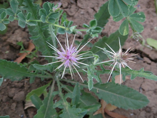 Centaurea perrottetii