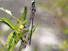 Austrophya mystica
