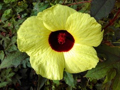 Hibiscus surattensis