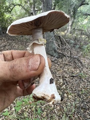 Agaricus cruciquercorum