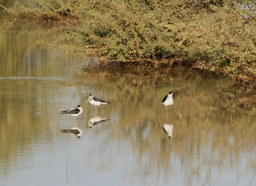 Black-winged Stilt