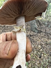 Agaricus cruciquercorum