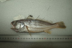 Johnius distinctus