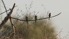 Merops viridissimus