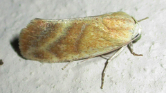Neaxestis