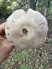 Agaricus cruciquercorum