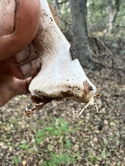 Agaricus cruciquercorum