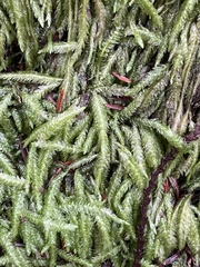 Plagiothecium undulatum