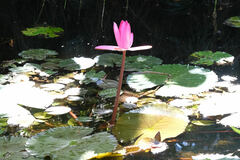 Nymphaea rubra