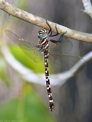 Austroaeschna speciosa
