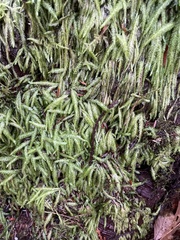 Plagiothecium undulatum