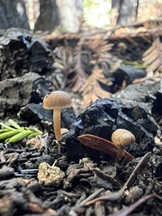 Lyophyllum anthracophilum