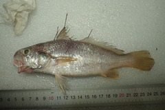 Johnius macrorhynus