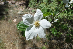Rubus deliciosus