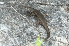 Trachylepis variegata