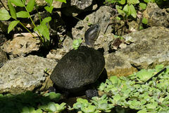 Trachemys decussata