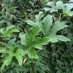 Cayaponia bonariensis