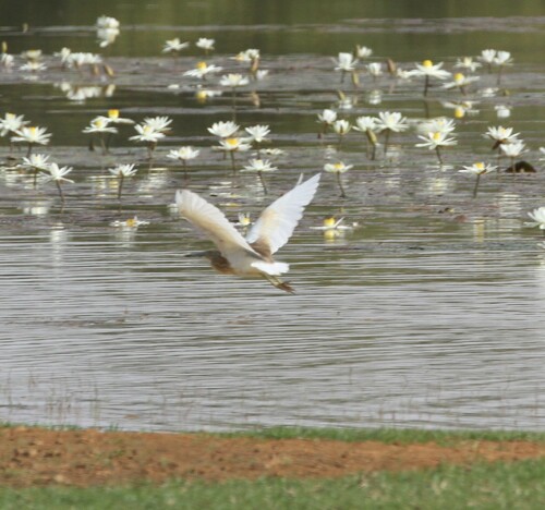 Squacco Heron