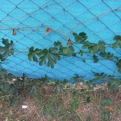 Cayaponia bonariensis
