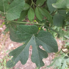 Cayaponia bonariensis