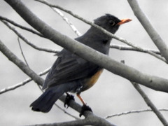 Turdus abyssinicus