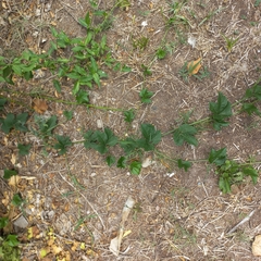 Cayaponia bonariensis